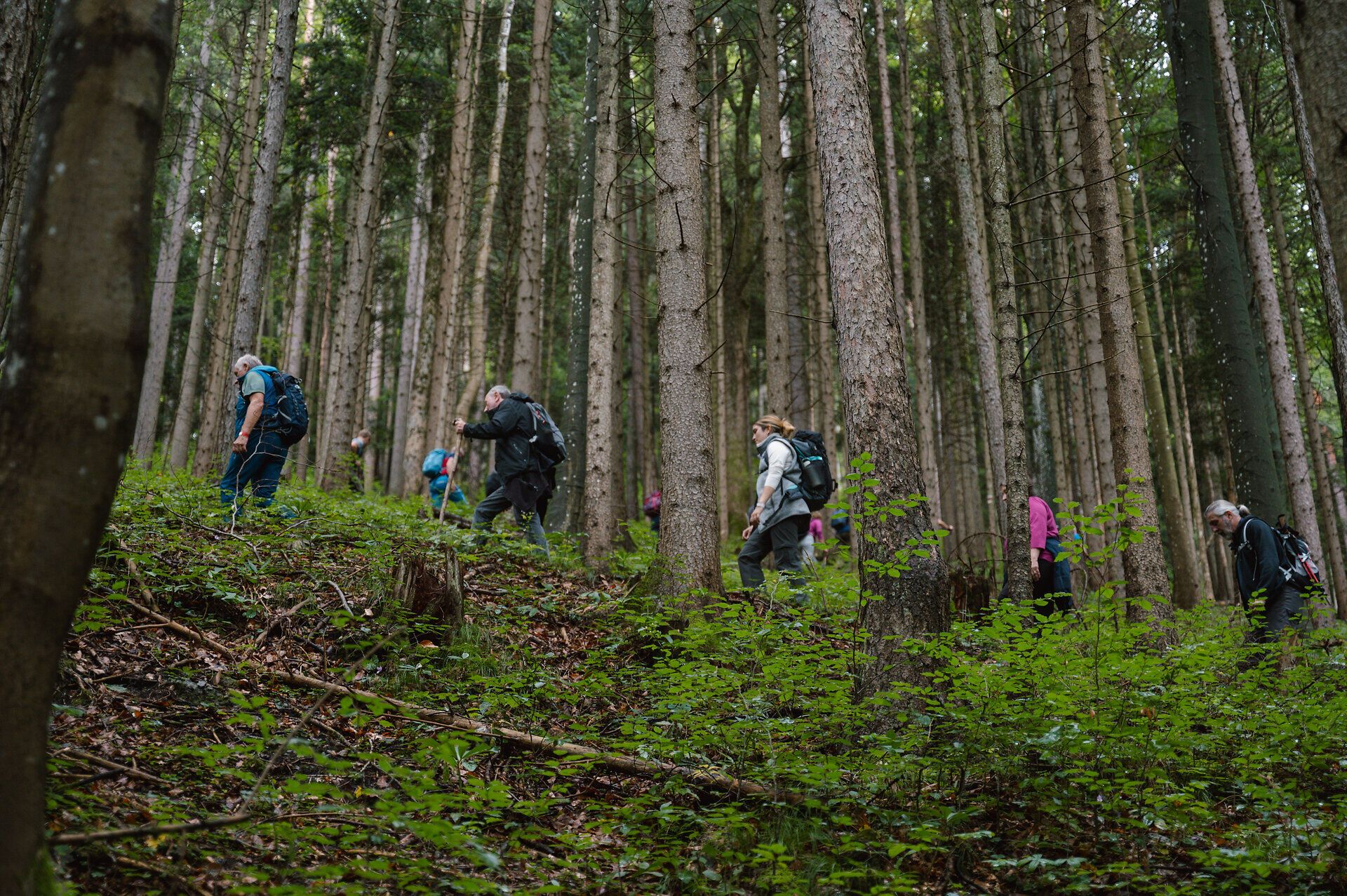Wanderung zur Gschwendthütte während der Gipfelklänge 2025.
Musikliebhaberinnen und -liebhaber wandern durch Almwiesen und Wälder hinauf zur Gschwendthütte, wo Musik und Natur aufeinandertreffen.
