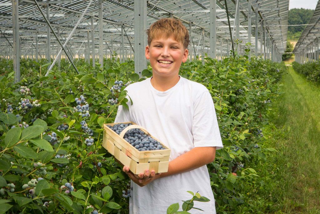 Heidelbeeren selber pflücken in Wurzers Beerenparadies in Bodensdorf bei Wieselburg