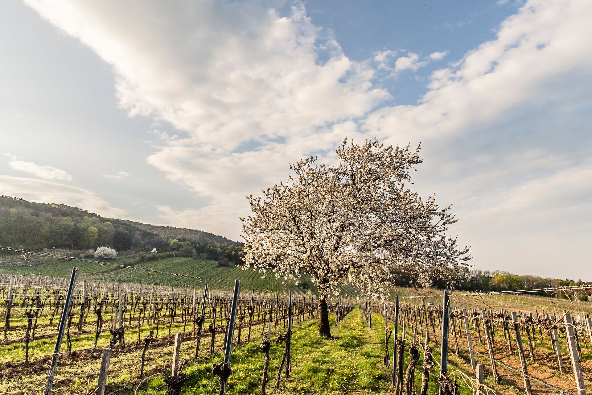 Inmitten der sanften Hügel blüht ein prächtiger Baum, dessen weiße Blüten im Sonnenlicht strahlen. Die Weinreben reihen sich harmonisch in der Landschaft und laden zu einem genussvollen Spaziergang ein. Hier, wo die Natur und der Wein sich vereinen, erleben Besucher den Zauber des Weinfrühlings.