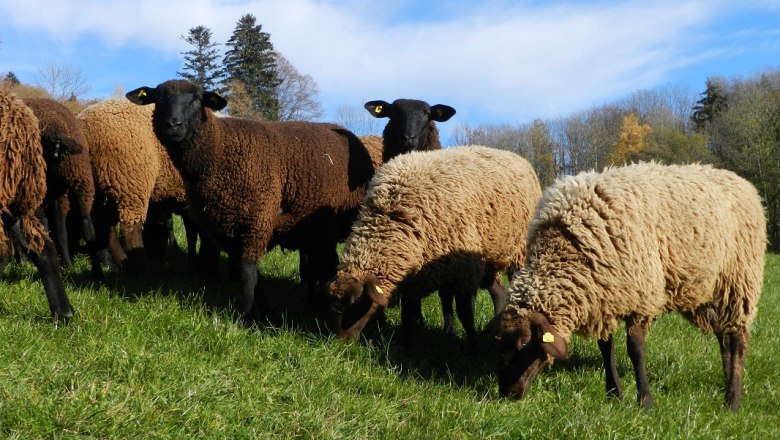 Sheep at the Poggau farm, © zVg Einkehrhof Poggau