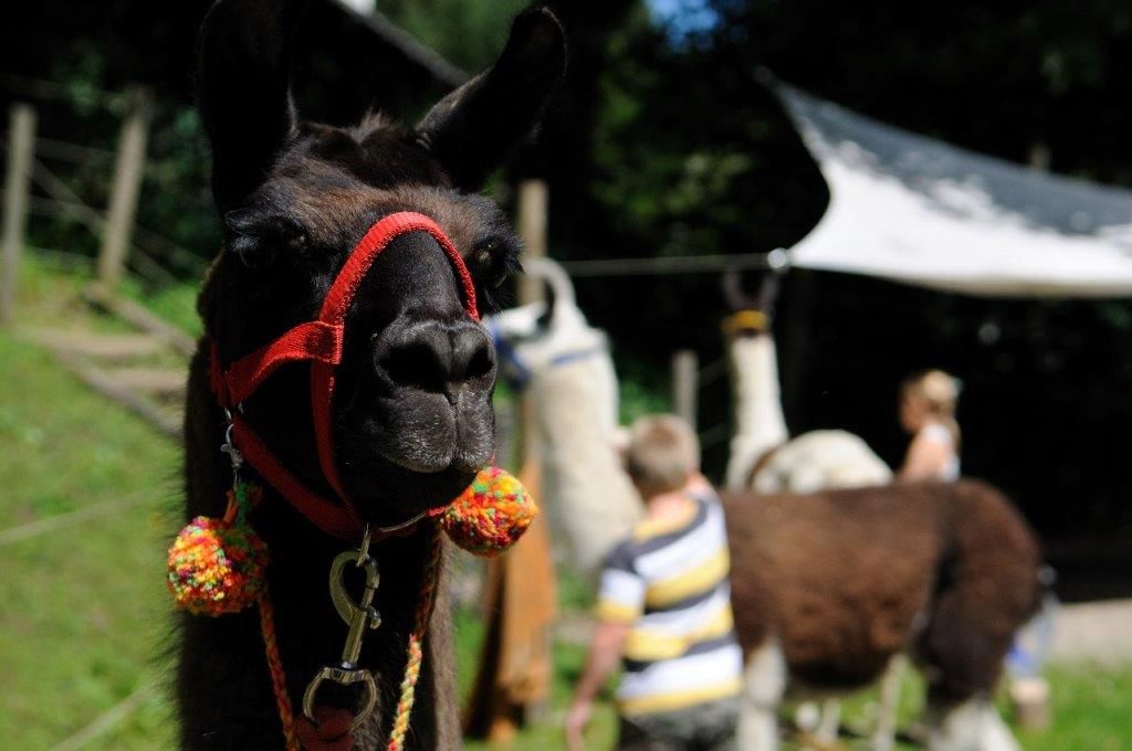 Nahaufnahme eines Lamas mit rotem Halfter, im Hintergrund unscharf Menschen und weitere Lamas.