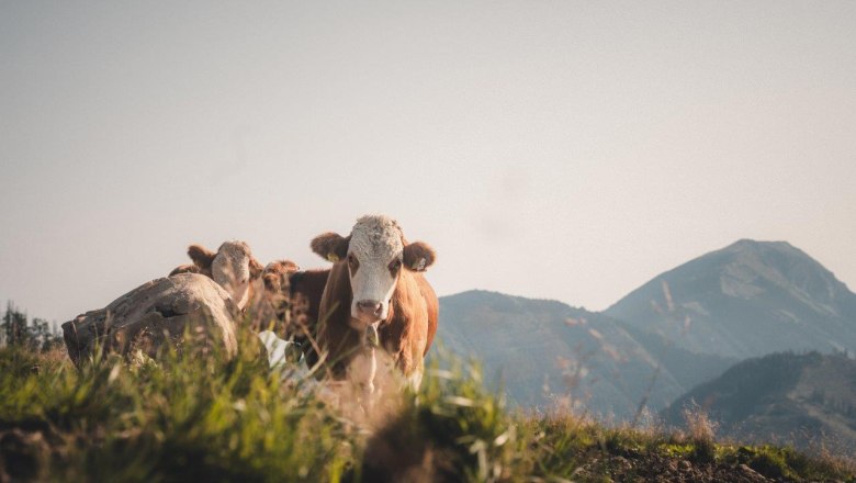 Herrenalm, © Gerald Demolsky