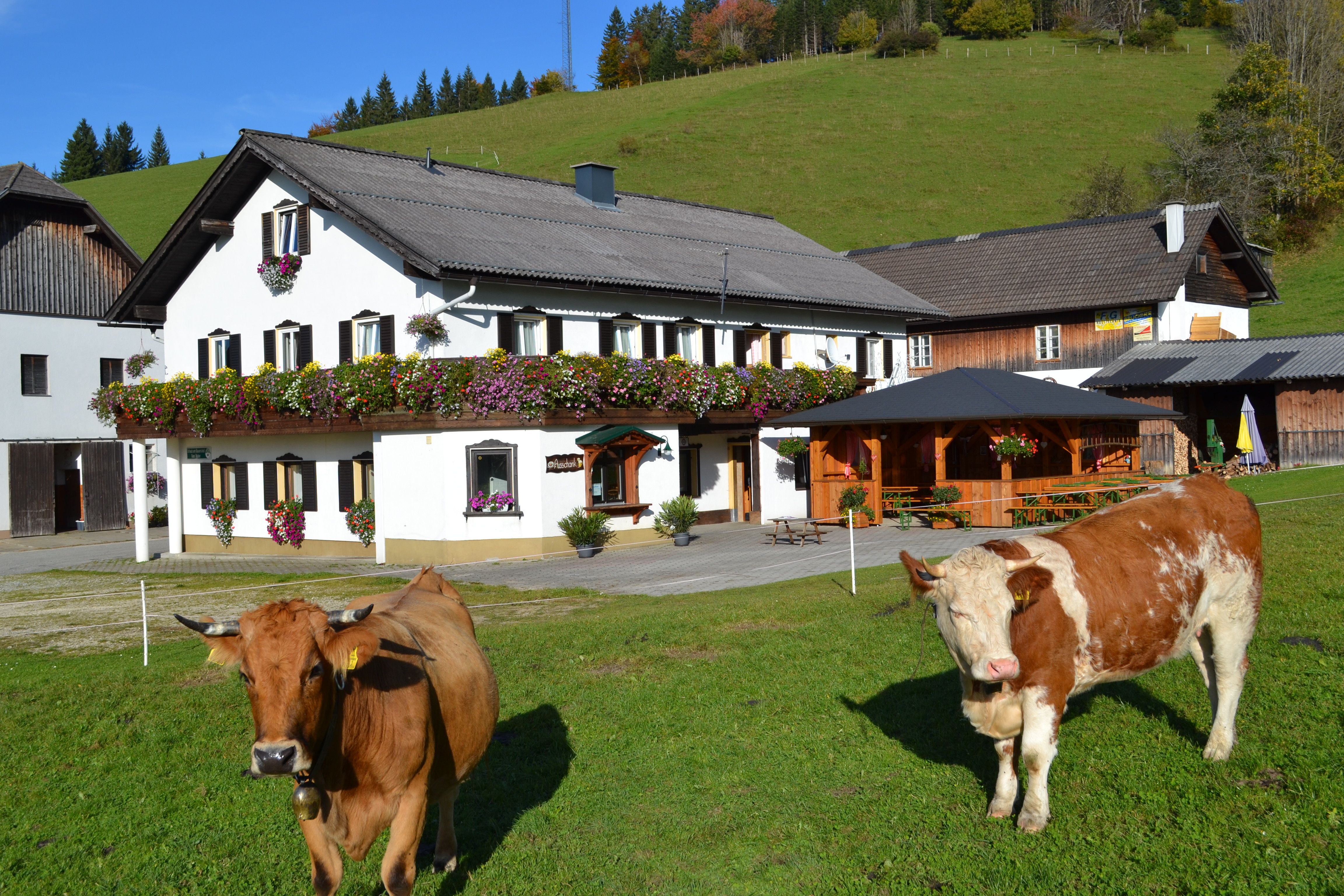 Ein traditionelles Bauernhaus mit Blumenschmuck und zwei Kühen auf einer grünen Wiese im Vordergrund.