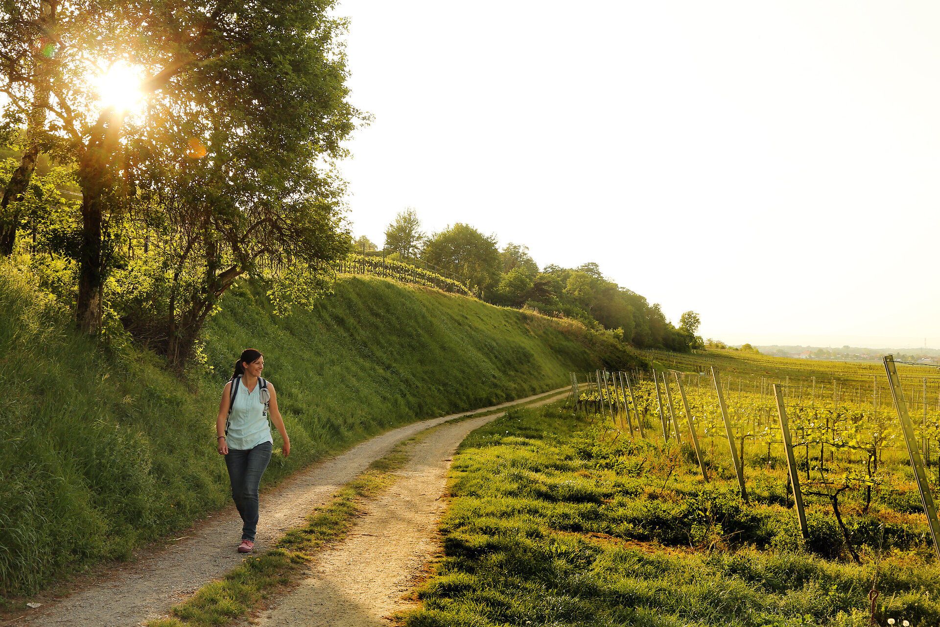 Ein sanfter Weg schlängelt sich durch die malerischen Weinberge, während die warmen Sonnenstrahlen die Landschaft in goldenes Licht tauchen. Die frische Luft und das sanfte Rauschen der Blätter laden zu einem entspannenden Spaziergang ein, der die Seele berührt.