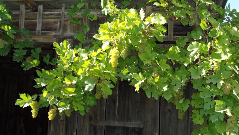 Vineyards, &copy; Anita Schiessler