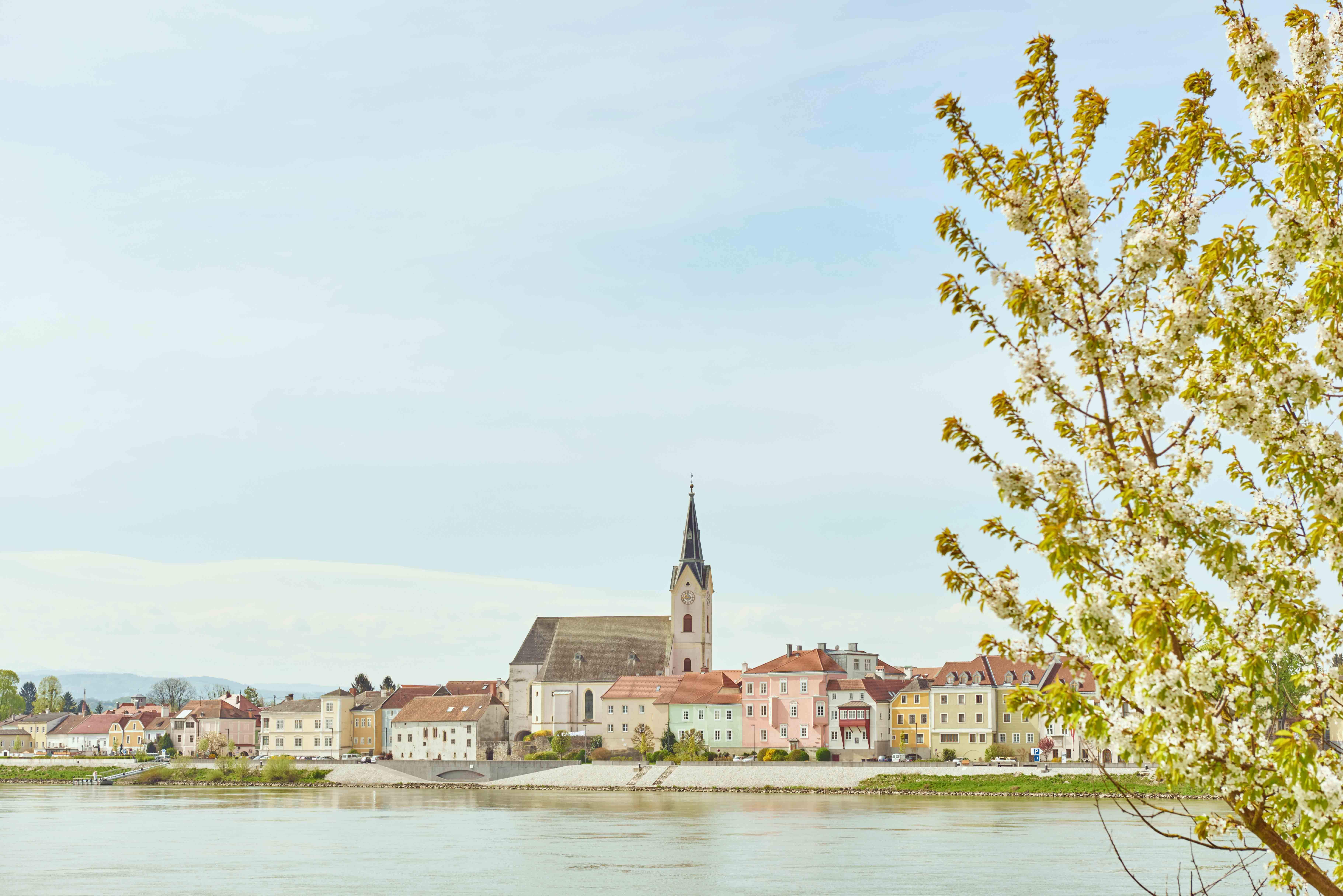 Blick auf die Stadtgemeinde Ybbs an der Donau mit blühendem Baum im Vordergrund.