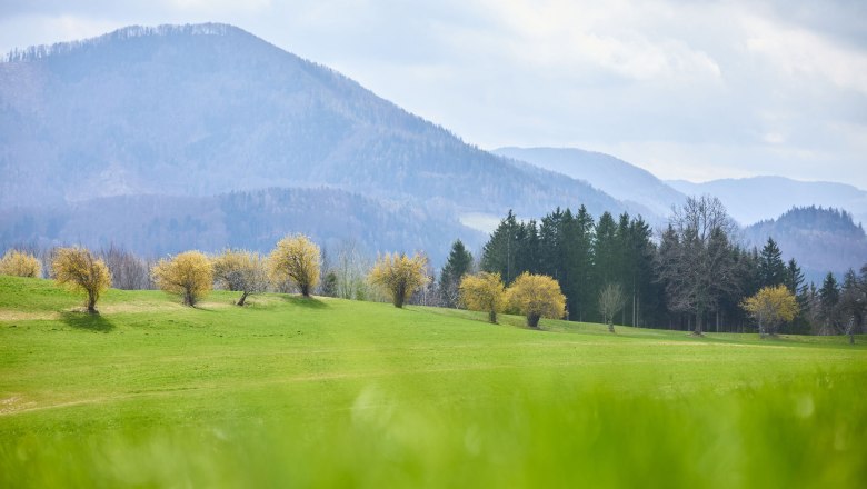 Leuchtend gelbe Dirndlsträucher, © Mostviertel Tourismus / Rupert Pessl
