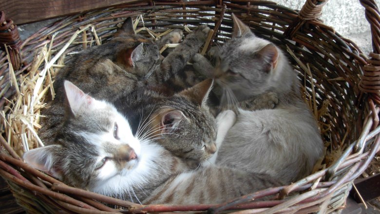 Kittens, &copy; Familie Baumann