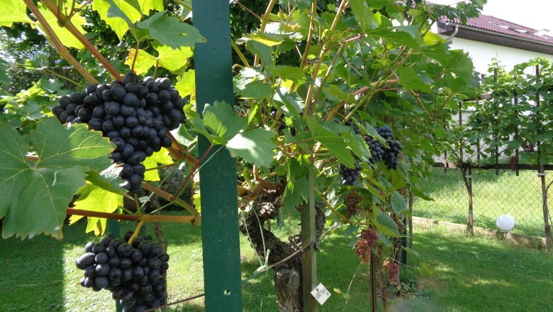 Guesthouse Schlossblick, © Marschik