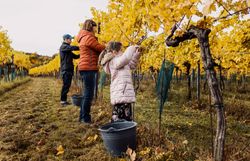 Inmitten der goldenen Weinreben ernten Familien gemeinsam die Trauben und genießen die frische Herbstluft. Die bunten Blätter der Reben schaffen eine malerische Kulisse, die den Charme des Weinlandes Traisental perfekt einfängt.