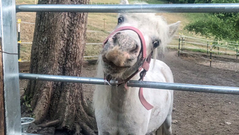 Pony, © Familie Prack