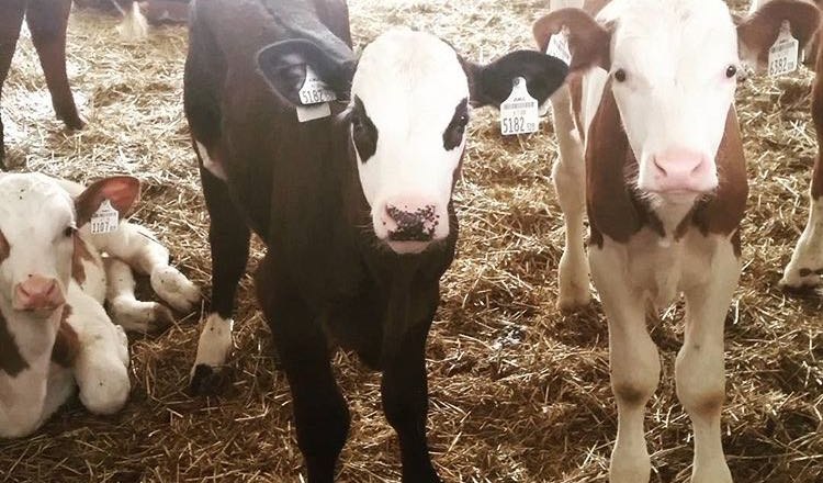 Calves, © Lothspieler