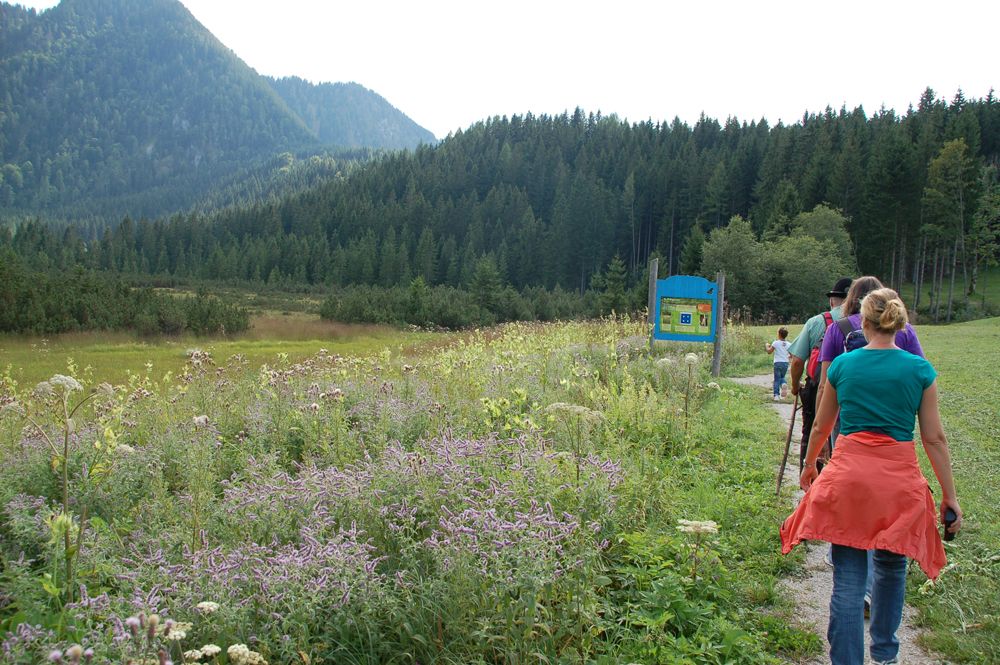 Gruppe von Wanderern auf einem Pfad durch eine blühende Wiese mit Bergen im Hintergrund.