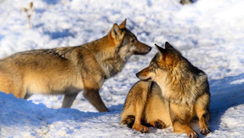 W&ouml;lfe im Schnee, &copy; Tierpark Stadt Haag