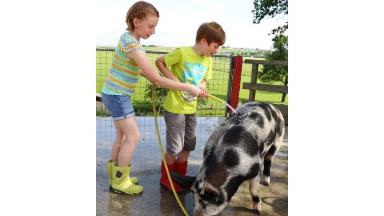 kerndlerhof_schwein_-schwarz-koenigat, © Doris Schwarz-Koenig