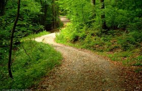 Waldweg zw. Unter- und Oberhegerberger, &copy; Christian Wolfsgruber