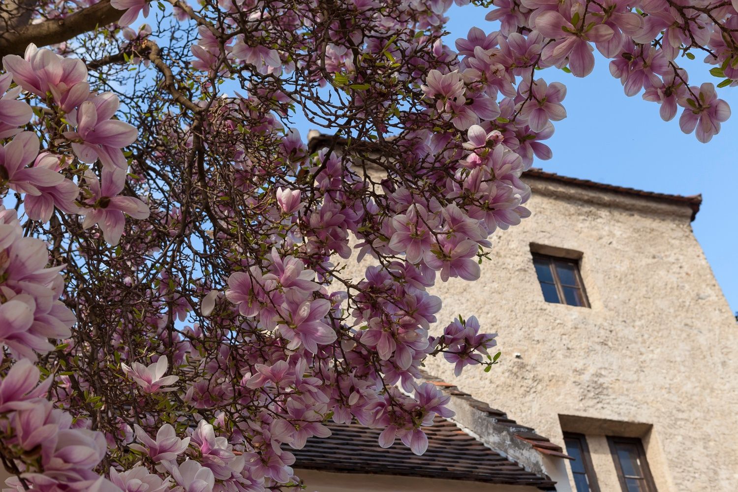 Blühender Magnolienbaum vor einem alten Gebäude mit blauer Himmel im Hintergrund.