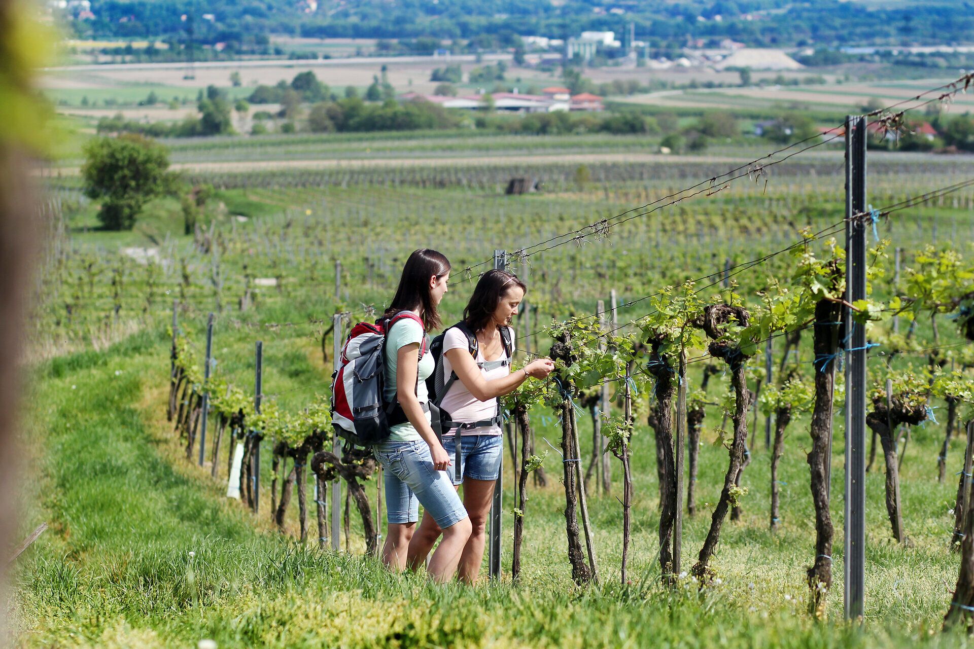 Inmitten der sanften Hügel des Weinlandes Traisental erkunden zwei Frauen die üppigen Weinreben. Die Sonne strahlt warm auf die grünen Blätter, während die frische Luft den Duft von reifen Trauben verbreitet. Ein perfekter Tag für eine Wanderung durch die malerische Landschaft.