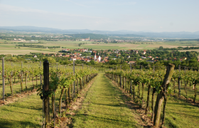 Weingartenansicht / Alpenvorland, © Mostviertel