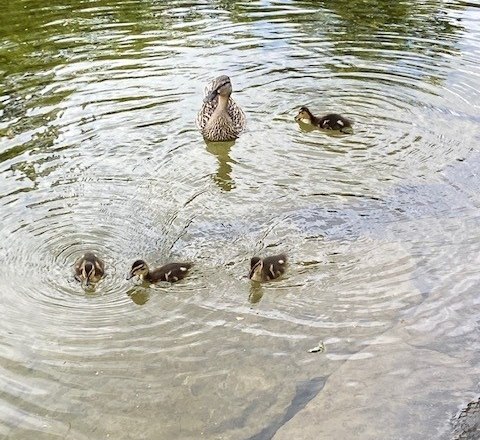 Entenfamilie im Seebachbad, &copy; Martin Ruckensteiner