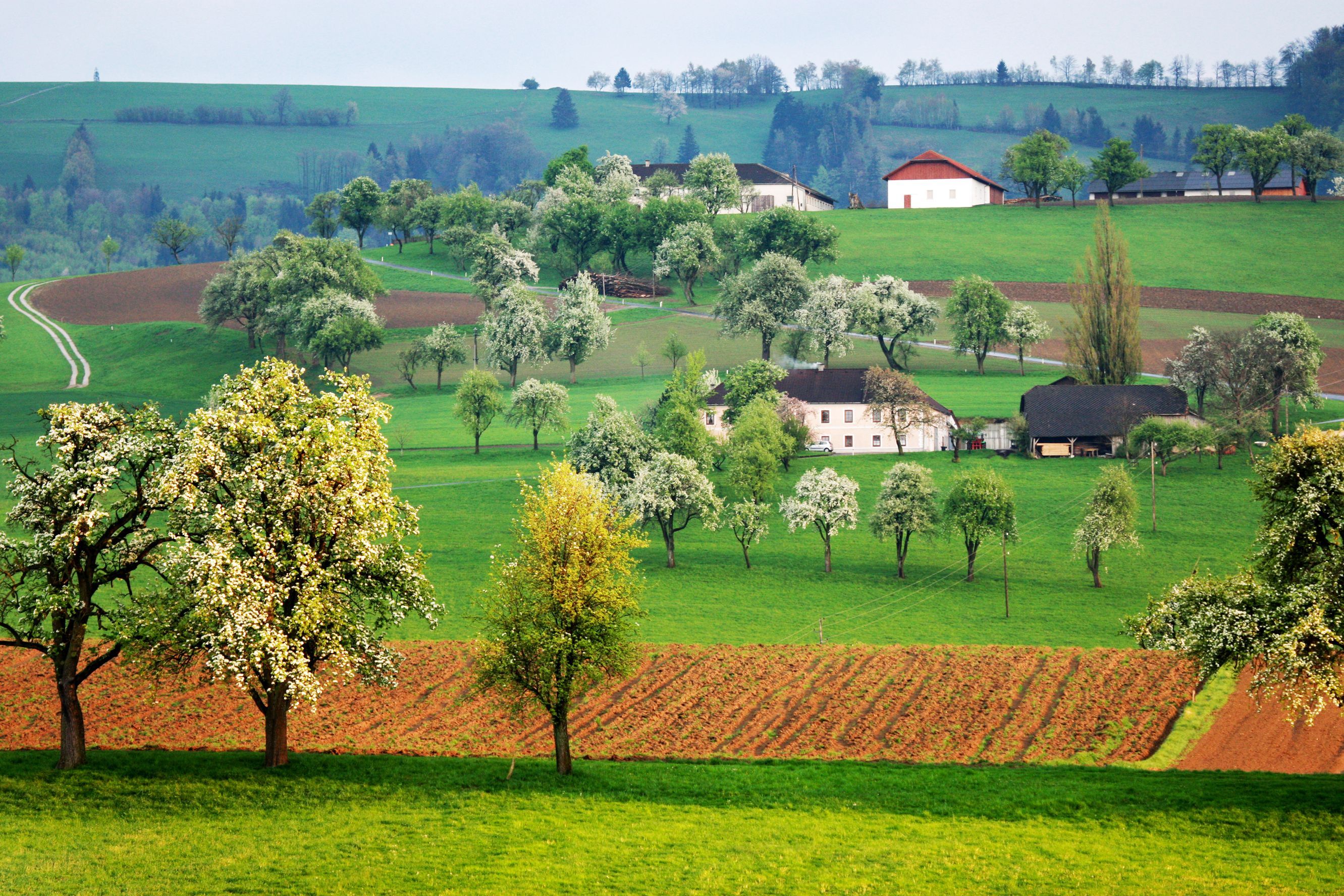 Landschaft mit blühenden Obstbäumen und grünen Feldern in einer hügeligen Region.