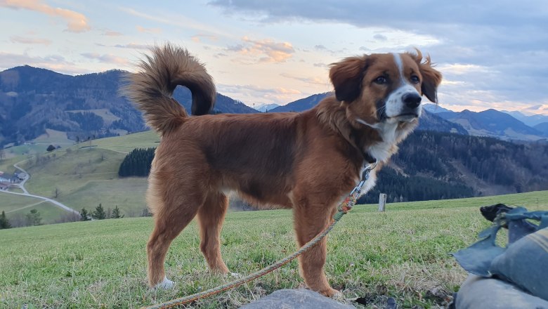 Pet dog - Nico, © Melanie Schweighuber