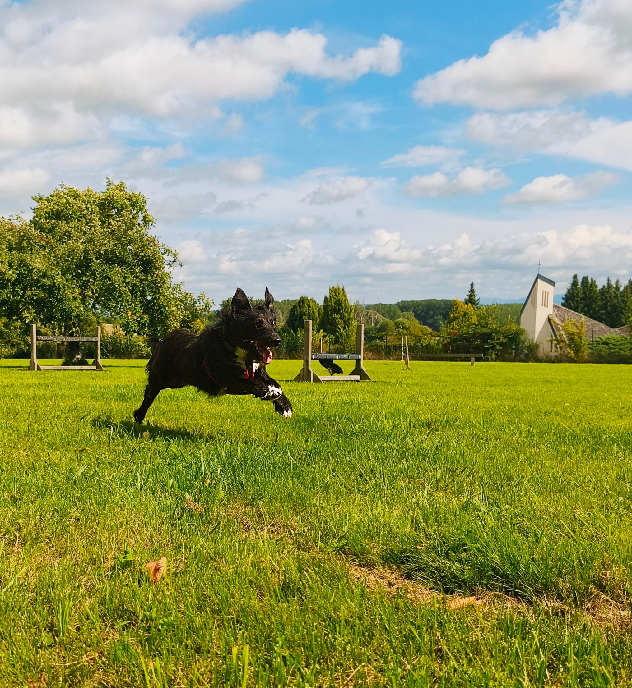 Hundezone Hafnerbach