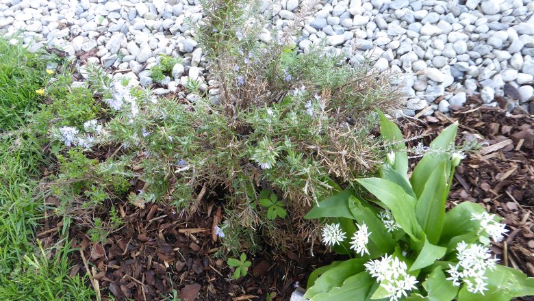 loan_rosemary-and-garlic, © Zulehen