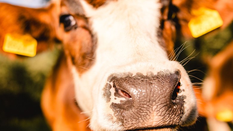 Nestelberg 17, © Sabine Wieser