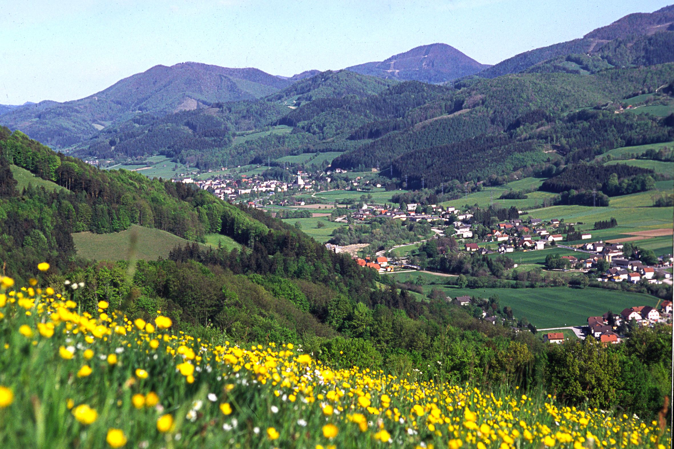 Blick auf St. Veit/Gölsen mit blühender Wiese im Vordergrund und bewaldeten Hügeln im Hintergrund.