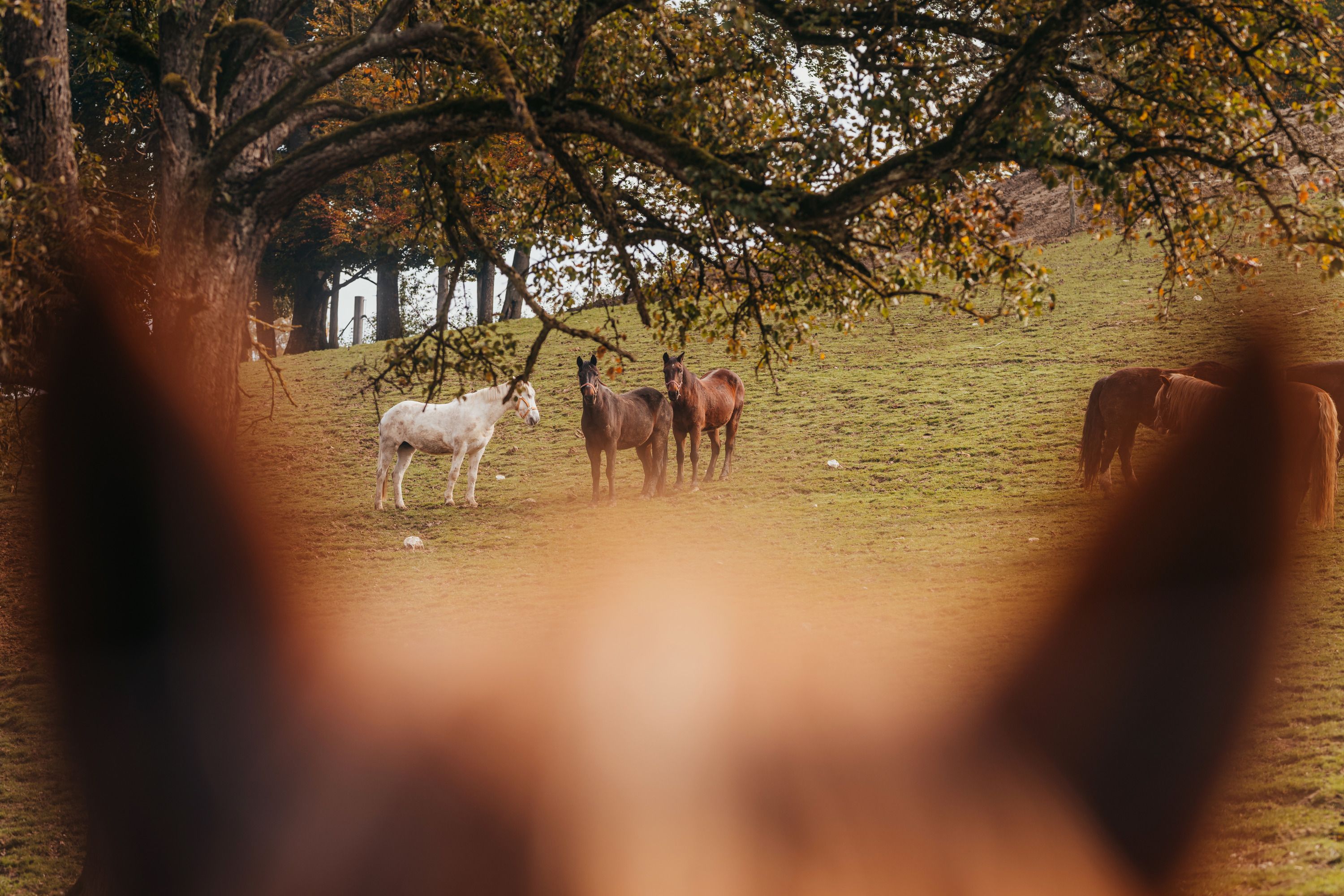Pferde auf einer Wiese im Wildpark, im Vordergrund unscharf ein Pferdekopf.