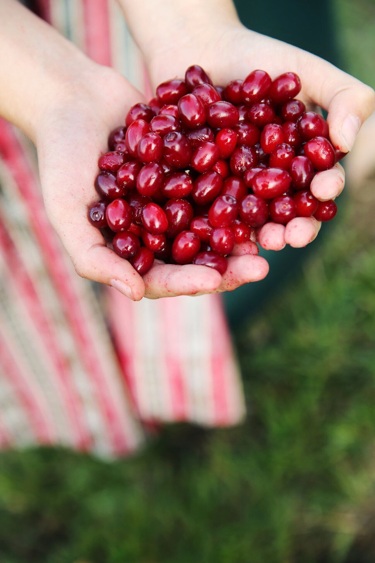 In den Händen einer Person funkeln saftige, rote Dirndln und versprechen einen köstlichen Genuss. Diese kleinen Früchte sind ein Symbol für die reiche Natur und die Traditionen der Region, die Besucher in ihren Bann ziehen. Ein Erlebnis, das die Sinne verzaubert und die Schönheit des Pielachtals widerspiegelt.