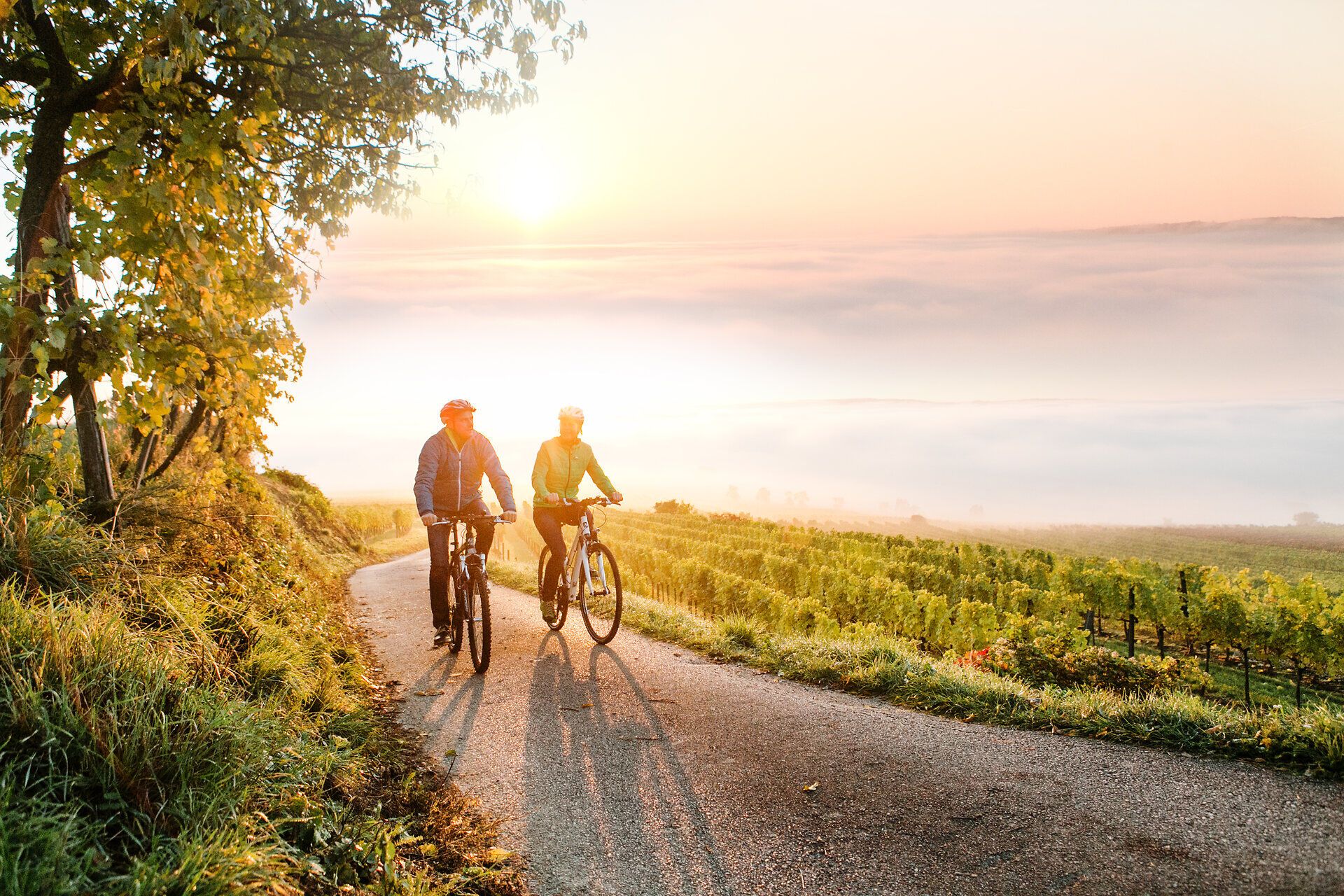 Die sanften Hügel des Mostviertels laden zu einer entspannten Radtour ein, während die warmen Sonnenstrahlen den Morgen erhellen. Radfahrer genießen die frische Luft und die atemberaubende Aussicht auf die Weinlandschaften, die in sanften Wellen vor ihnen liegen.
