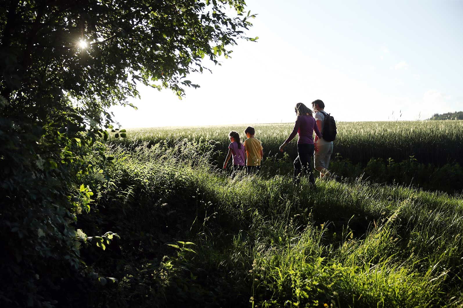 Familie wandert in Abendsonne neben Getreidefeld auf Dunkelsteinerwaldrunde.
