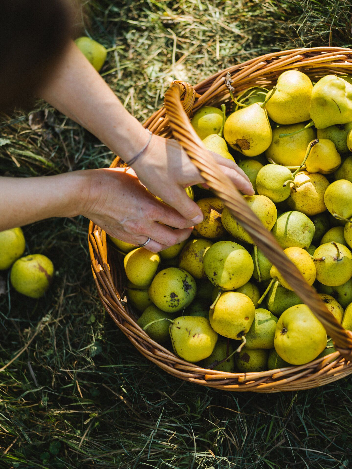 Inmitten der saftigen Wiesen und unter dem strahlend blauen Himmel erblühen die Birnbäume in voller Pracht. Die goldenen Früchte laden dazu ein, gepflückt zu werden, während die sanfte Brise den süßen Duft des Obstes verbreitet. Ein perfekter Ort, um die Schönheit der Natur und die Freude an der Ernte zu genießen.