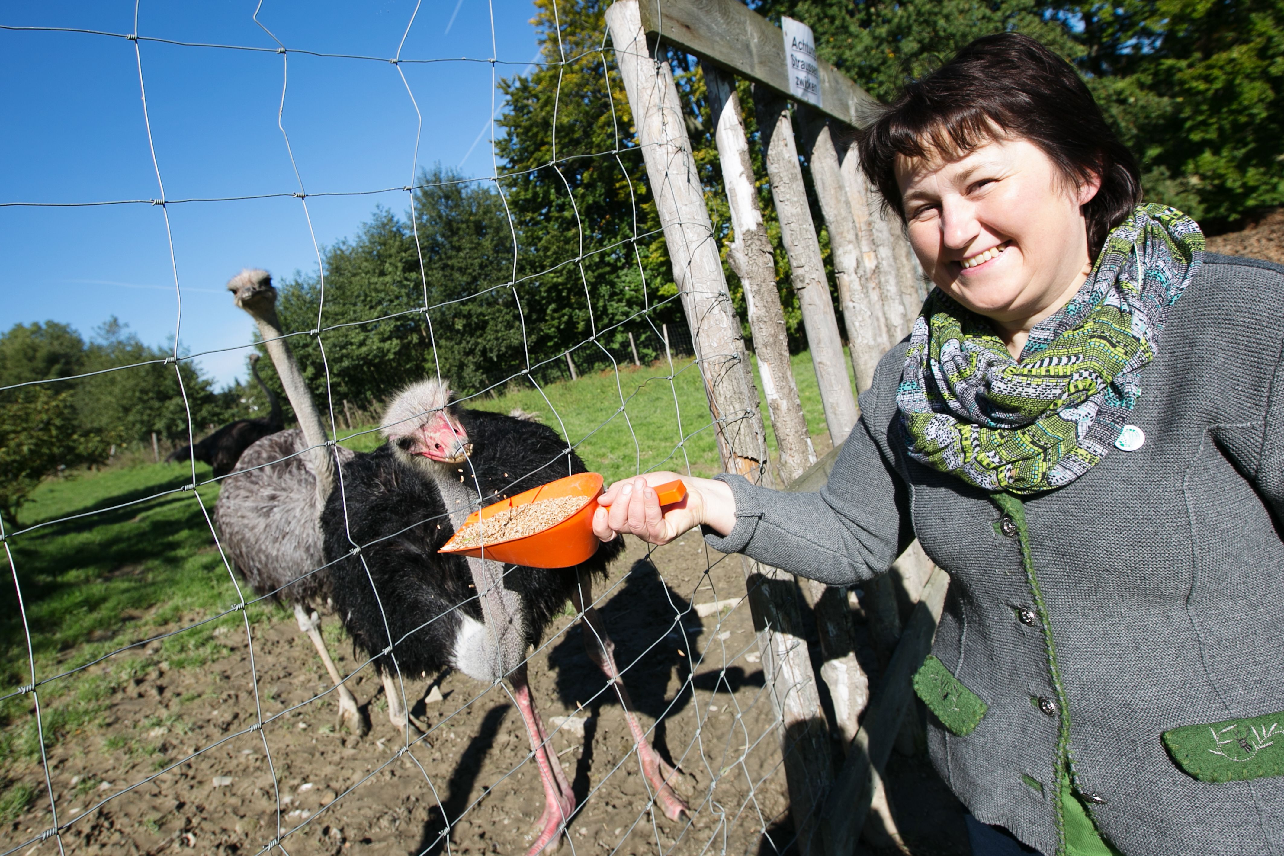 Frau füttert Strauße durch einen Zaun auf einem Hof.