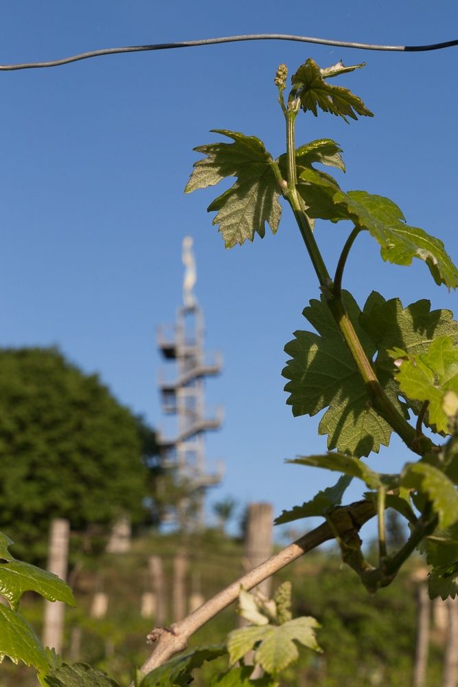 Nahaufnahme von Weinreben mit einem spiralförmigen Turm im Hintergrund.