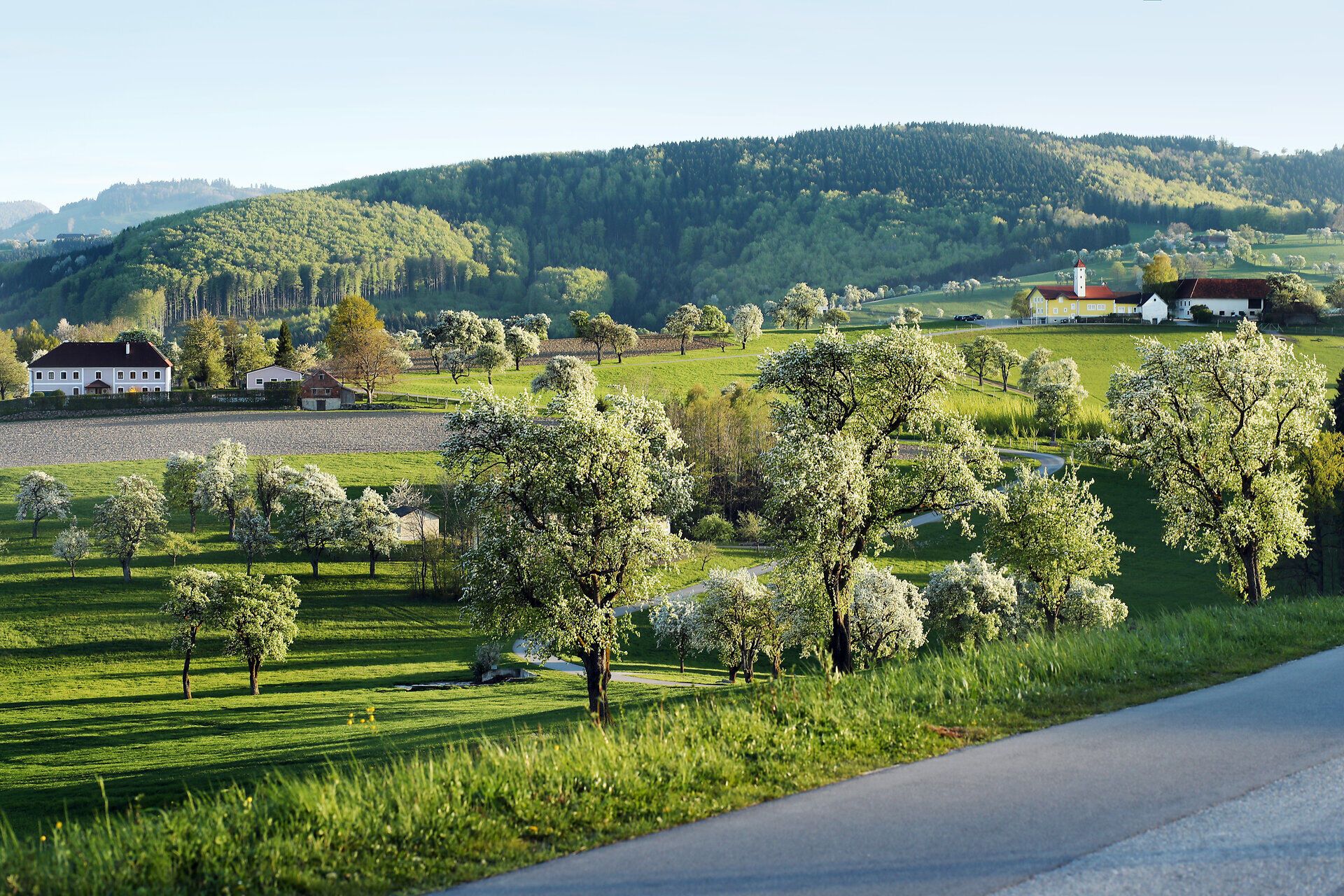 Blühende Birnbäume in sanfter Hügellandschaft.