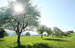 Die Birnbäume blühen in voller Pracht und verwandeln die Landschaft in ein zauberhaftes Blütenmeer. Die sanften Sonnenstrahlen durchdringen die zarten Blüten und schaffen eine friedliche Atmosphäre, die zum Verweilen einlädt. Ein Spaziergang entlang der Moststraße verspricht unvergessliche Eindrücke und die Schönheit der Natur.