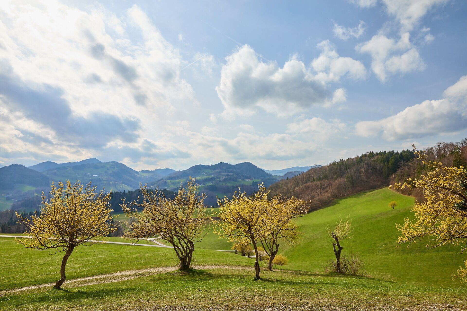 Die sanften Hügel des Pielachtals erblühen im Frühling in einem Meer aus leuchtendem Gelb, während die Dirndlblüten die Landschaft verzaubern. Ein Spaziergang durch diese idyllische Natur lädt dazu ein, die frische Luft und die Schönheit der Umgebung zu genießen.