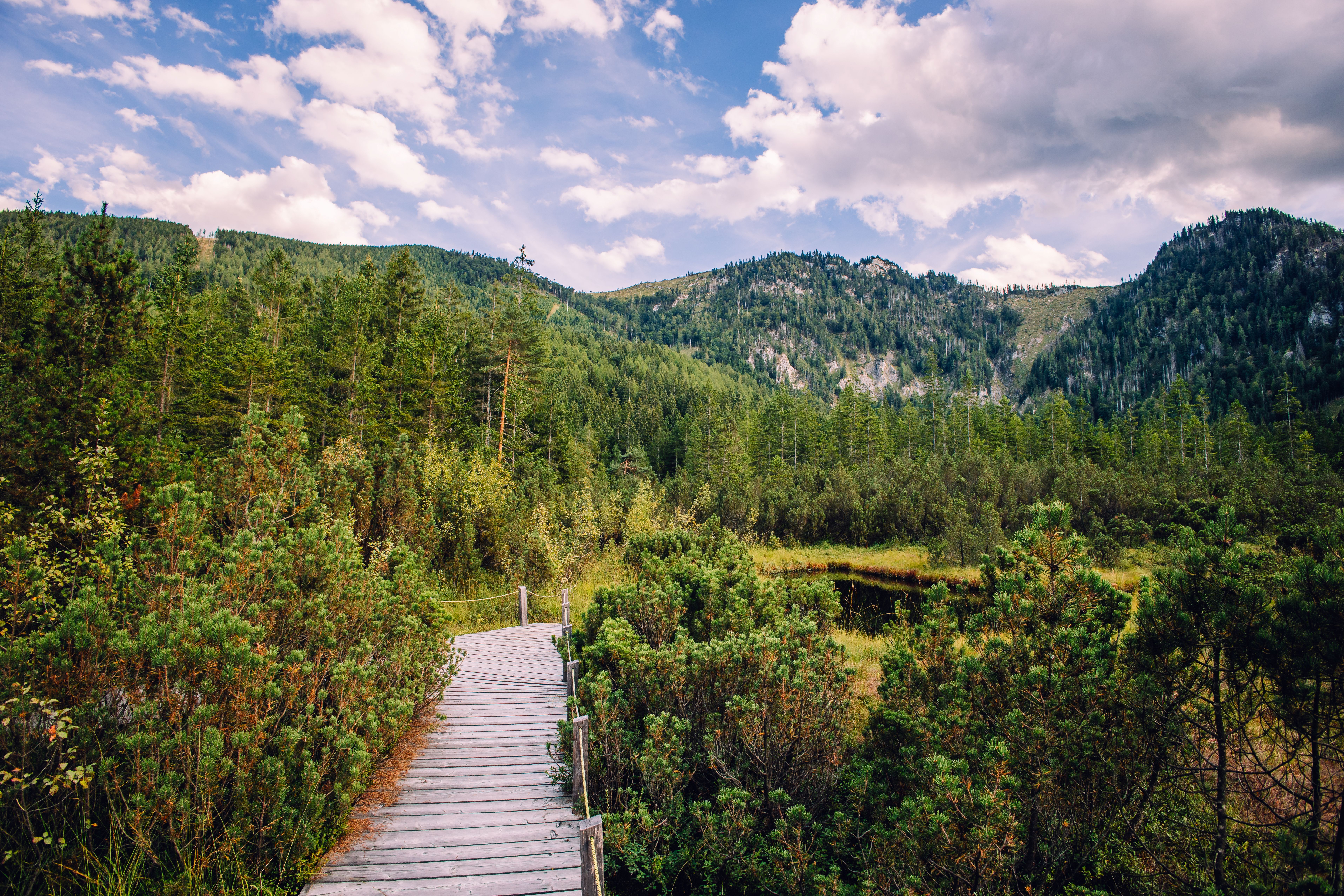 Holzsteg durch eine alpine Moor- und Waldlandschaft mit Bergen im Hintergrund unter wolkigem Himmel.