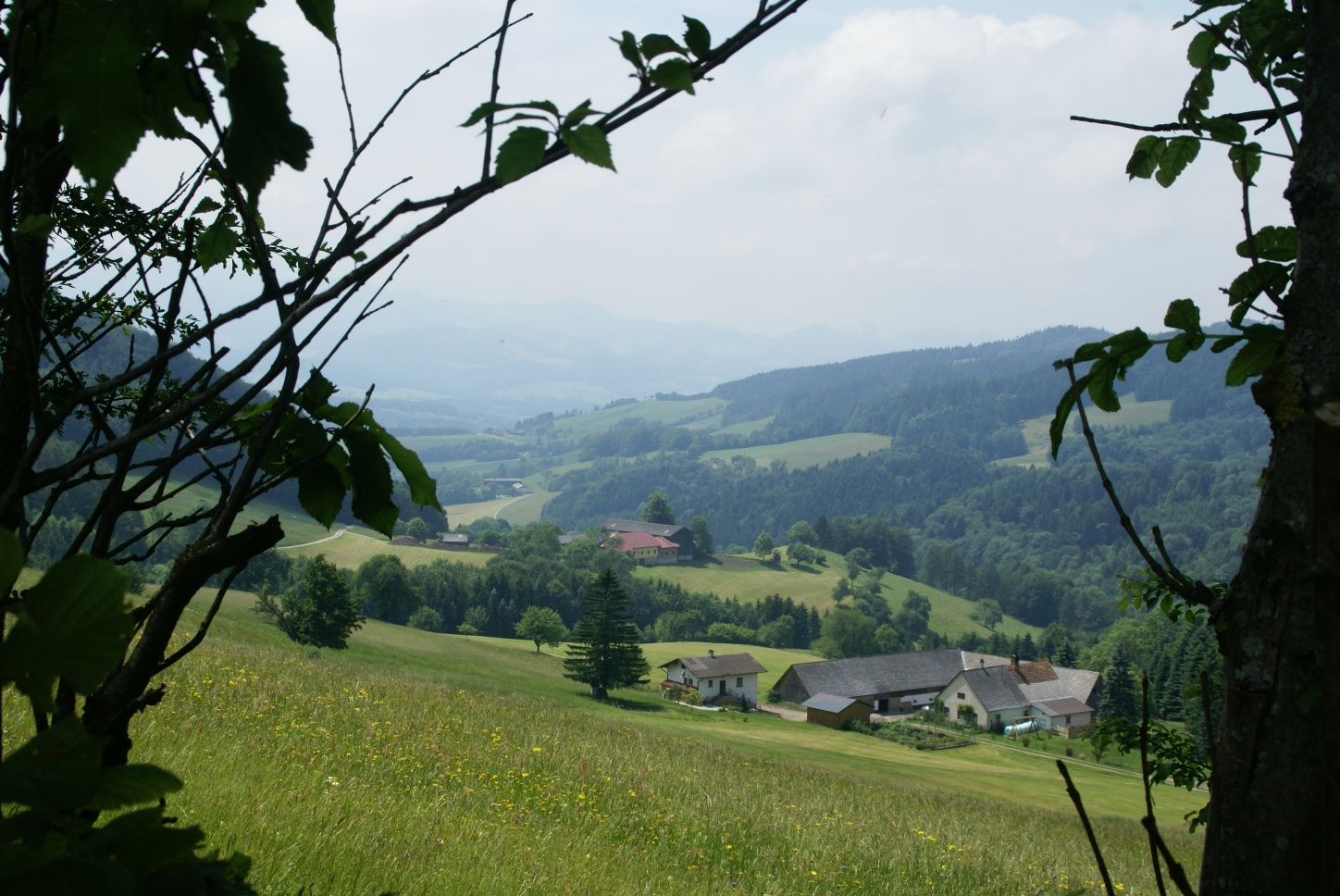 Elsbeerweg zur Gföhlberghütte