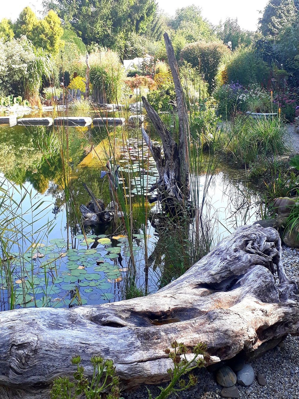 Ein idyllischer Teich mit Seerosen, umgeben von üppiger Vegetation und einem großen, verwitterten Baumstamm im Vordergrund.