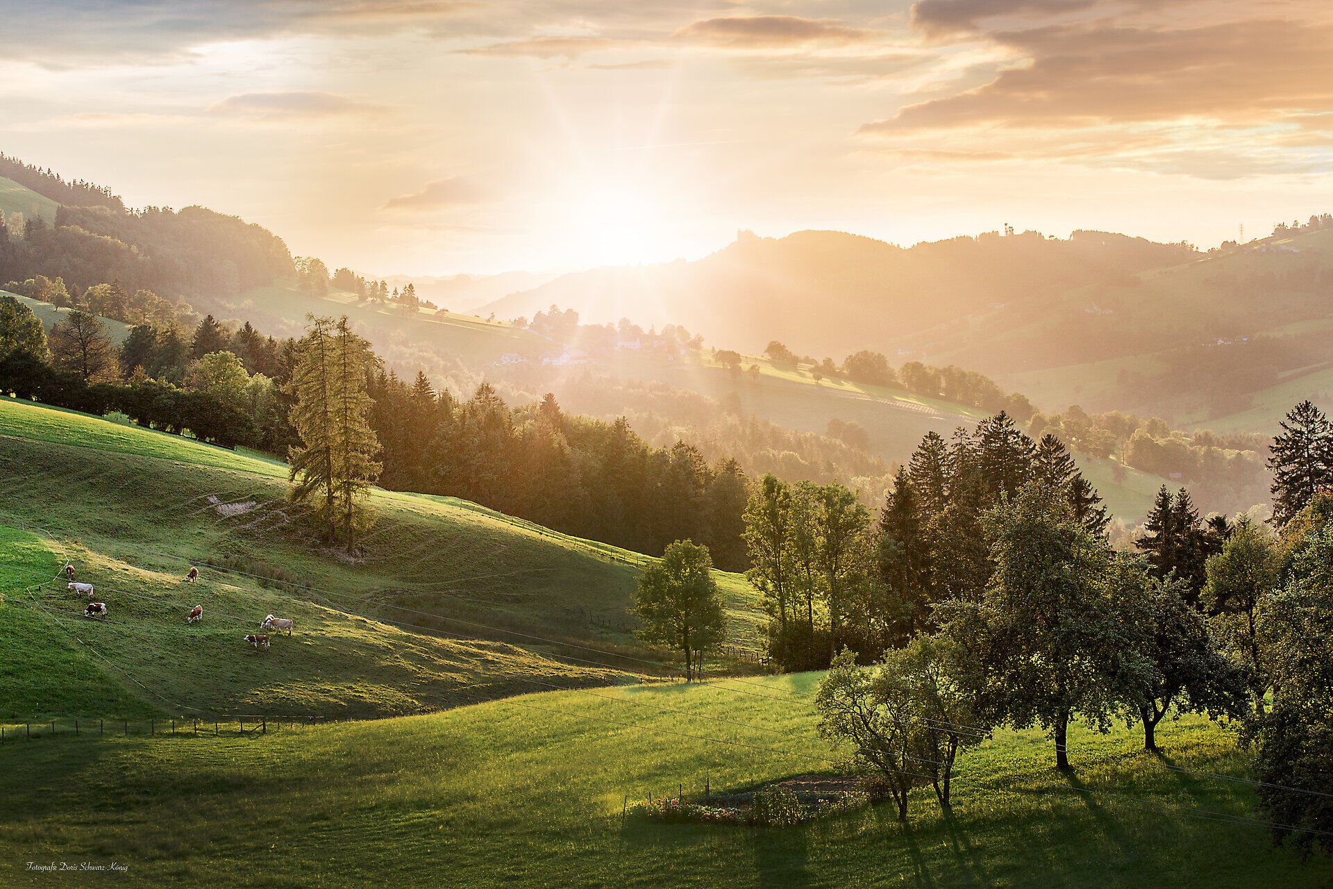 Die sanften Hügel des Mostviertels erstrahlen im warmen Licht der Abendsonne, während die Kühe friedlich auf den saftigen Wiesen grasen. Ein atemberaubender Ausblick auf die umliegenden Berge und Täler lädt dazu ein, die Ruhe der Natur zu genießen und den Alltag hinter sich zu lassen.