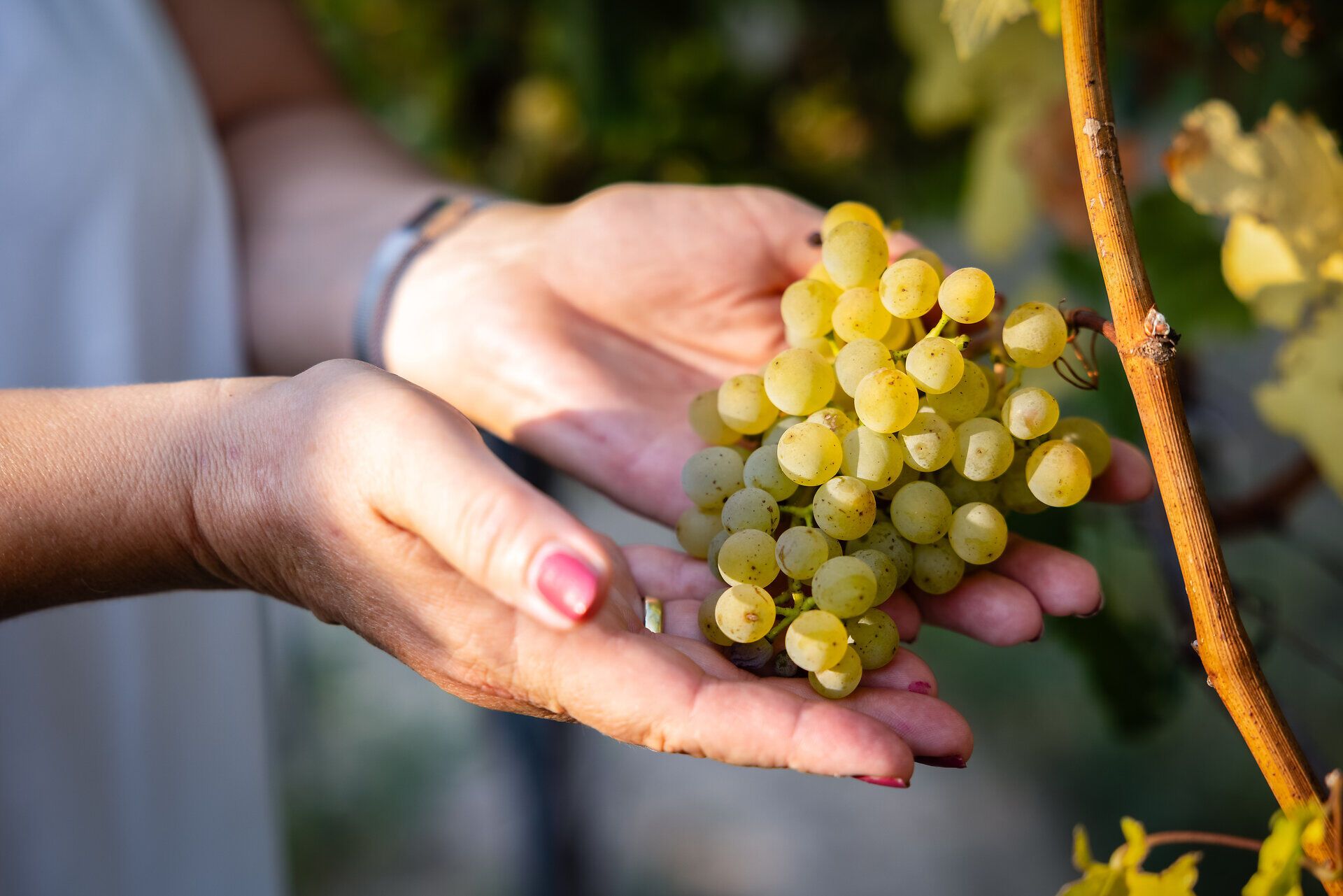 Weißwein Rebe wird von zwei Händen gehalten und von der Sonne durchflutet