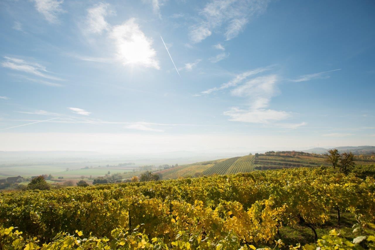 Weinberge unter blauem Himmel mit Sonnenschein und leichten Wolken.