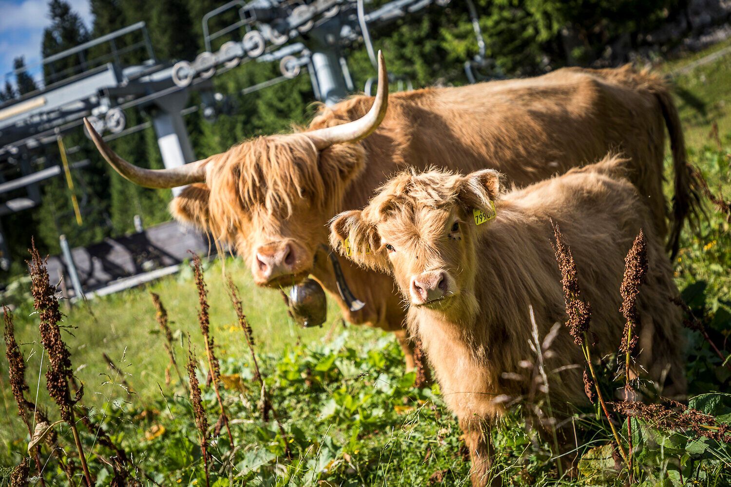 In der sanften, grünen Wiese grasen eine Highlandrinder-Mutter und ihr Kalb, umgeben von der majestätischen Kulisse der Ybbstaler Alpen. Die warmen Sonnenstrahlen tauchen die Landschaft in ein goldenes Licht und laden Wanderer ein, die Ruhe und Schönheit der Natur zu genießen.