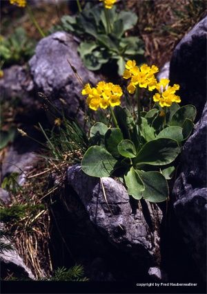 WANDERBLUME ST. AEGYD _11 - Steinschlüsserlweg