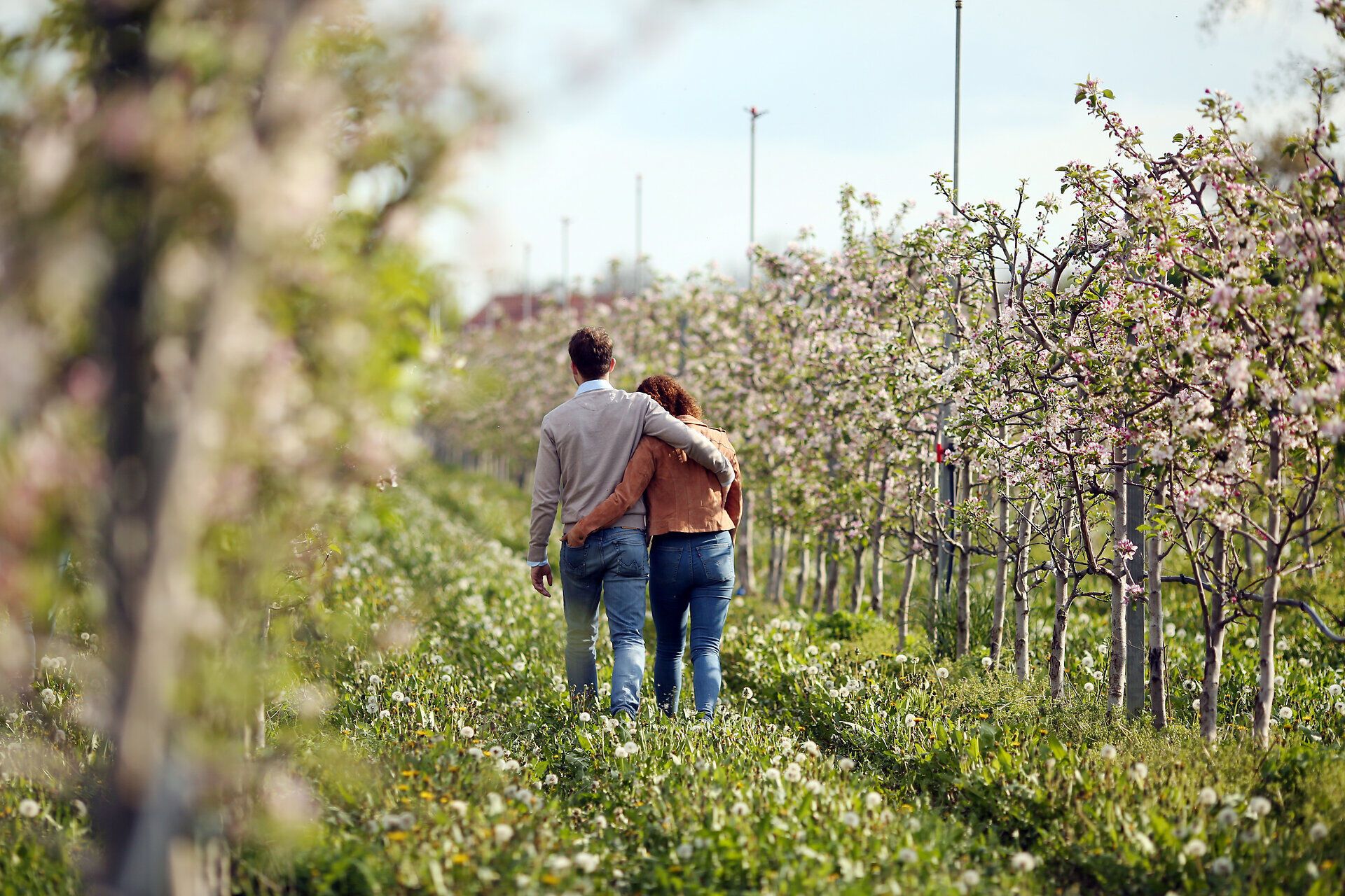 Ein Paar schlendert Hand in Hand durch die blühenden Obstplantagen, umgeben von der frischen Luft des Frühlings. Die zarten Blüten der Apfelbäume verleihen der Szenerie eine romantische Atmosphäre, während die sanften Hügel im Hintergrund die idyllische Landschaft abrunden.