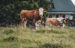 Eine Kuh steht neugierig auf der Wiese und blickt in die Kamera, im Hintergrund das Gasthaus.
